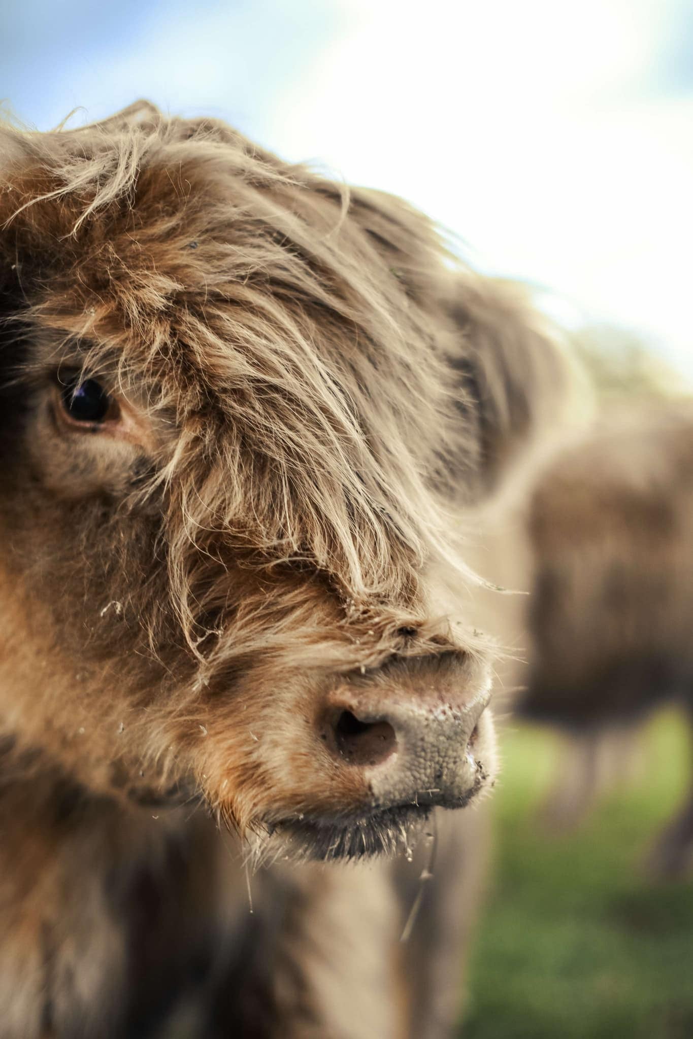 Highland Cows & Photoshoots
