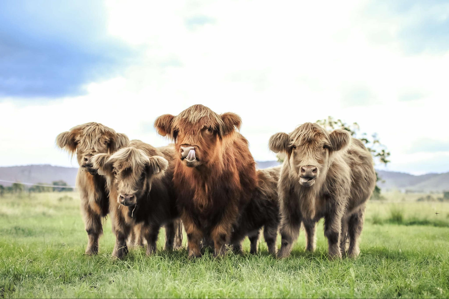 Highland Cows & Photoshoots