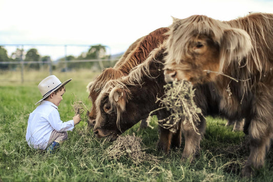 Highland Cows & Photoshoots