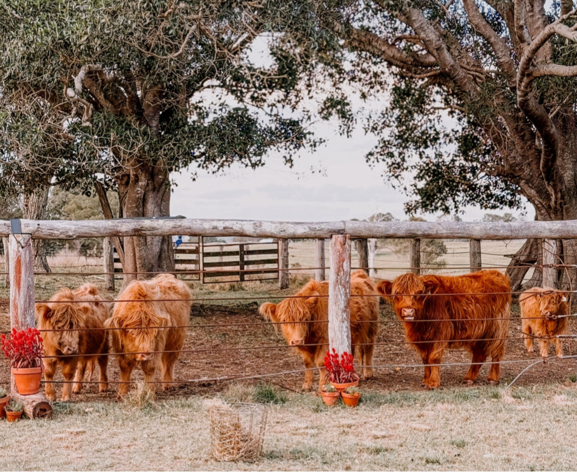 Clay Goddess & Highland Cow Workshop SOLD OUT