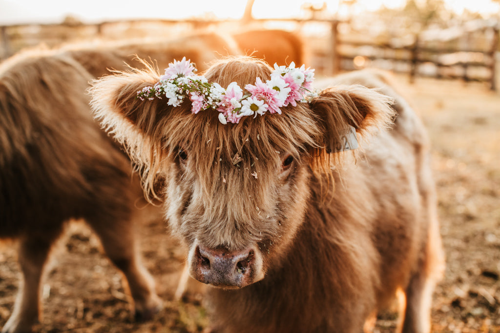 Paddock Flower Crown Workshop March 16th 2025 10am